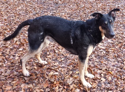 t&auml;glicher Spaziergang im Wald