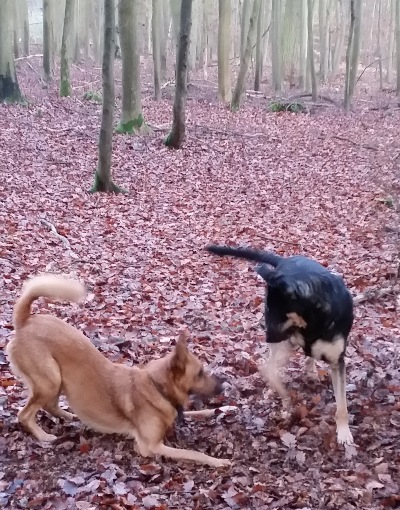 toben mit Kumpel Timmy